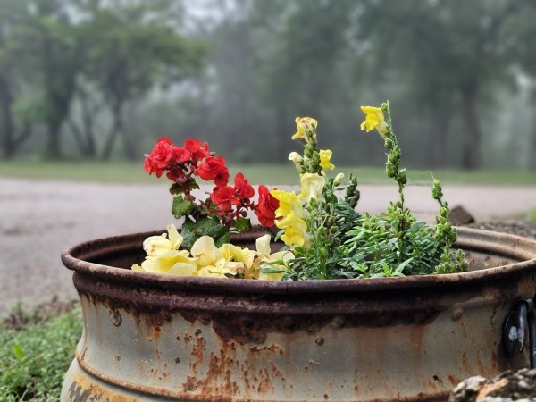 Wife's flowers