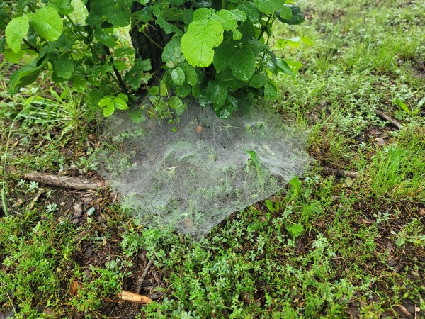 Spider web on ground