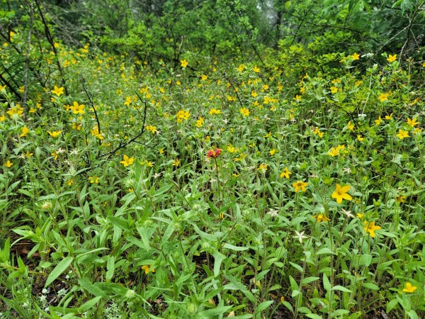 Indian blanket surrounded by Texas yellow star flowers