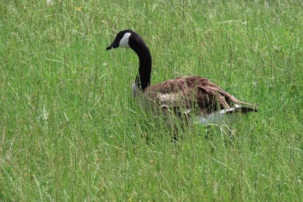 Canada Goose