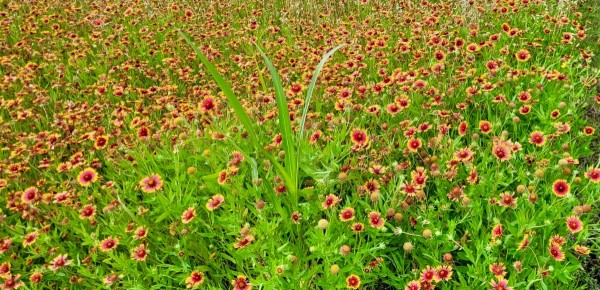 Firewheel