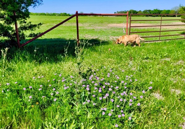 Prairie verbena