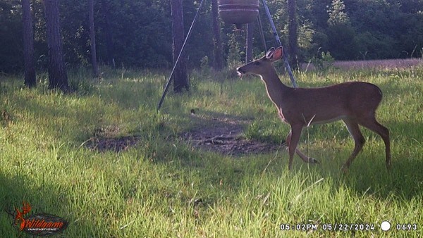 Another yearling buck.