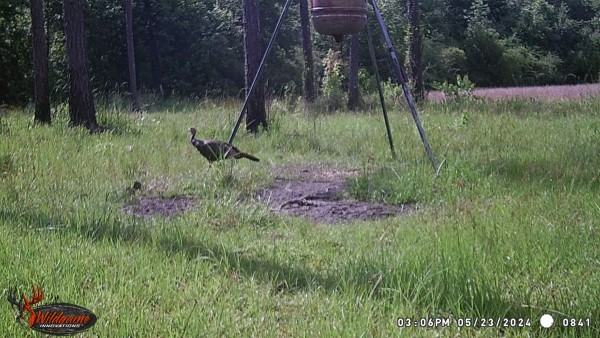 Turkey hen probably nesting somewhere on our place. We don't see them very often but seems they are coming back.