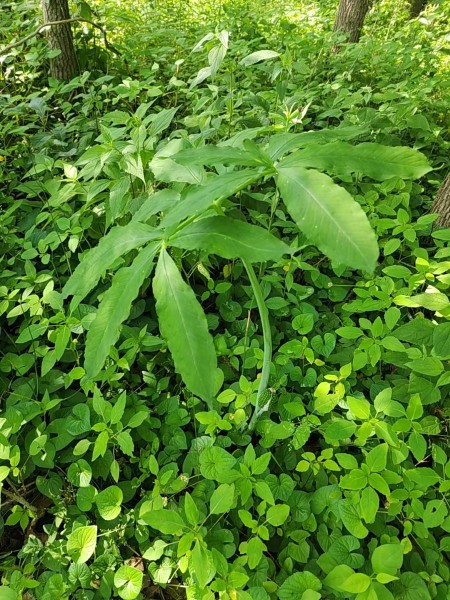 VideoCapture_20240602-171314.jpg