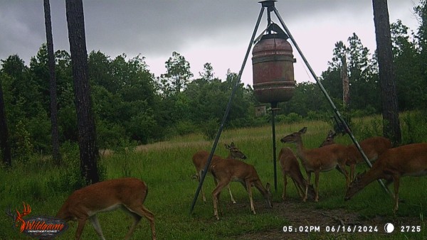 Does and last year's fawns. New babies are several months away.