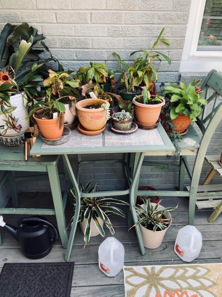 Jan had to split her pitcher plants, then they got sunburned and haven't recovered. There were some nice pitchers before, now they're much smaller.