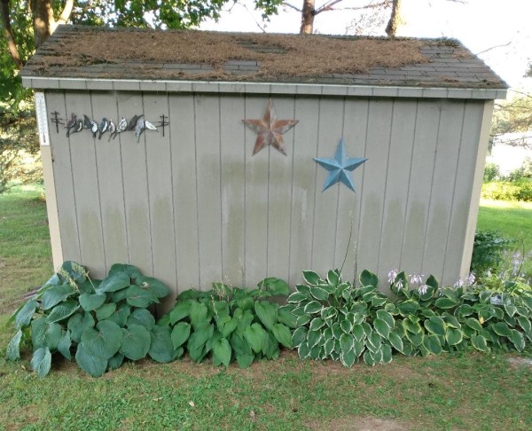 shed.jpg