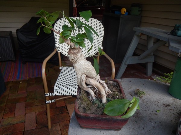 DSCN1233.JPG