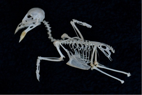 House-sparrow-skeleton.jpg