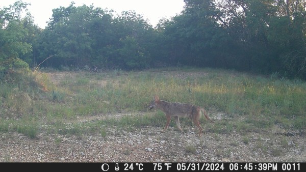 Coyote