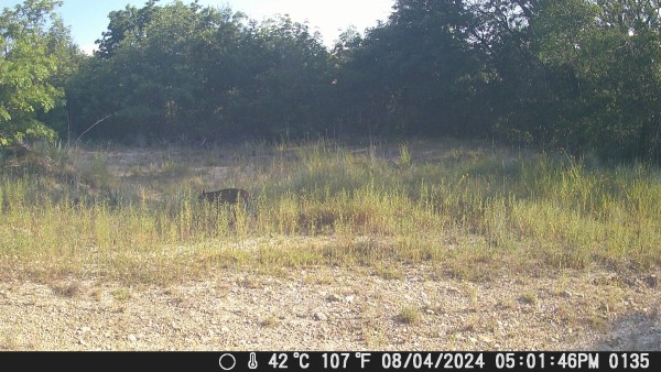 Bobcat