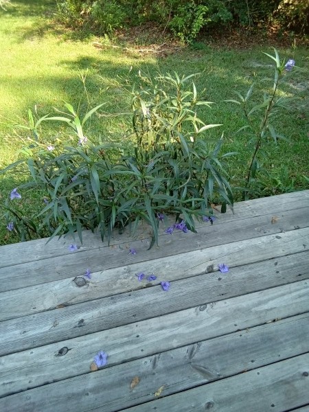 4 pm yesterday, most flowers have dropped.