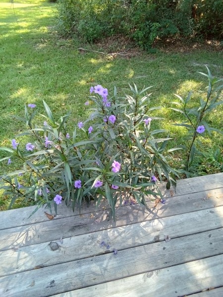 This morning around 9am, full of blooms again.