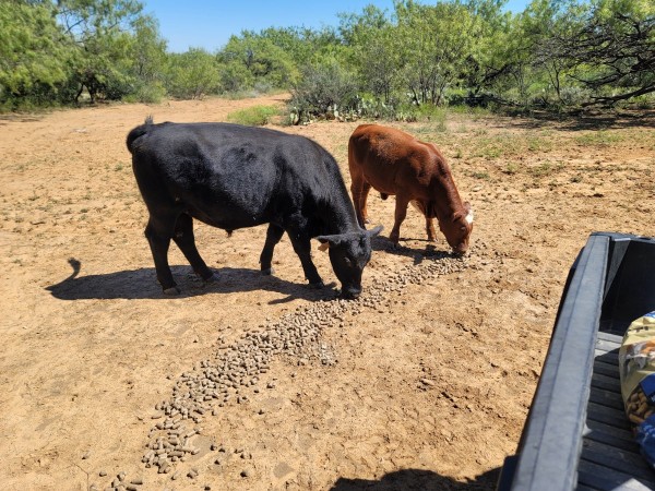 Feeding the cows