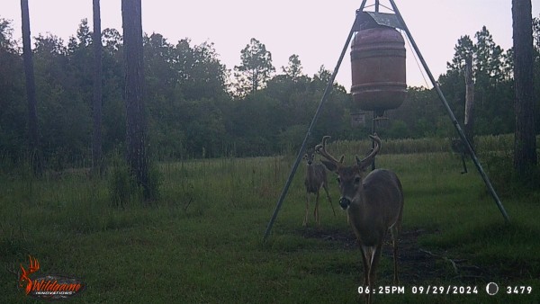 6 pt still in velvet.