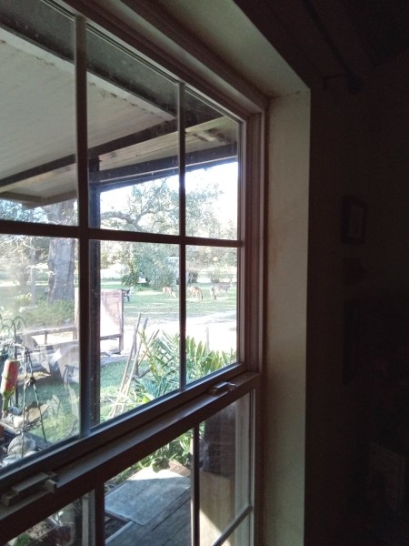 Noticed them while walking passed living room windows.