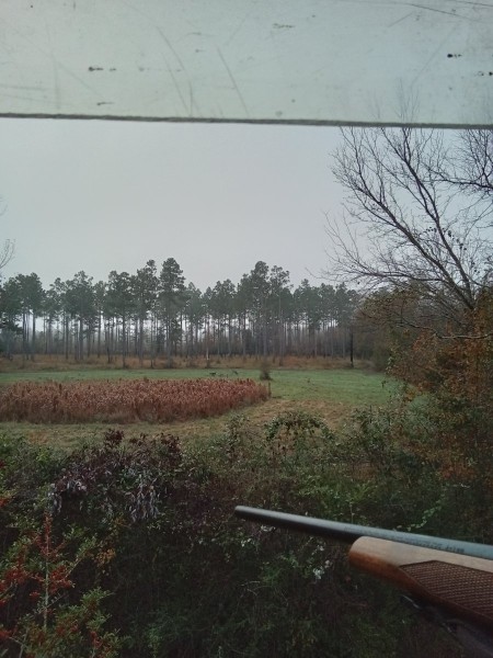 Does and fawns this morning.