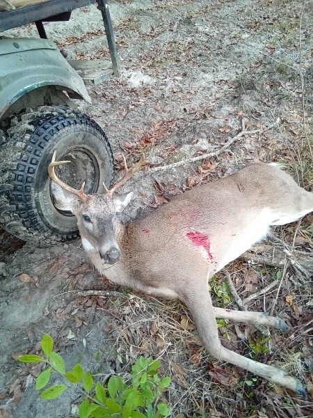 Ol' Bambi resting his head against the woods cart.