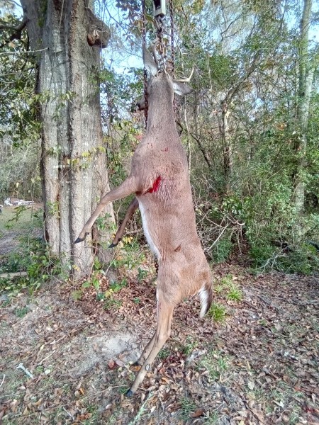 Hanging ready for skining.