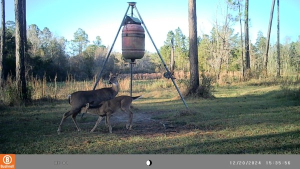 Babies are still nursing.