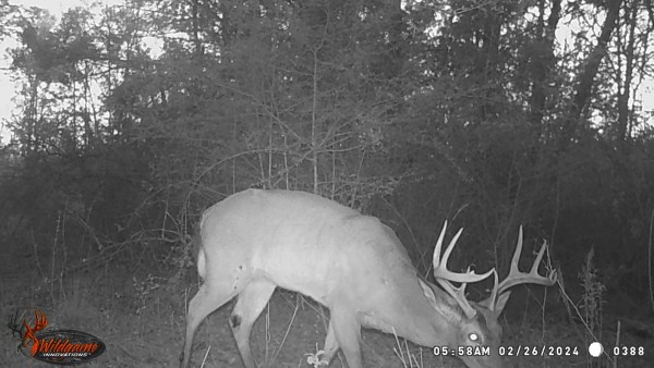 This one was the day after the M/L season ended last February. Maybe he's still around.