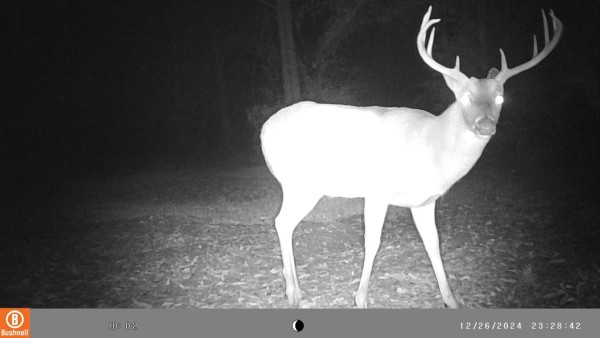 Ol' big boy, Bambi himself!