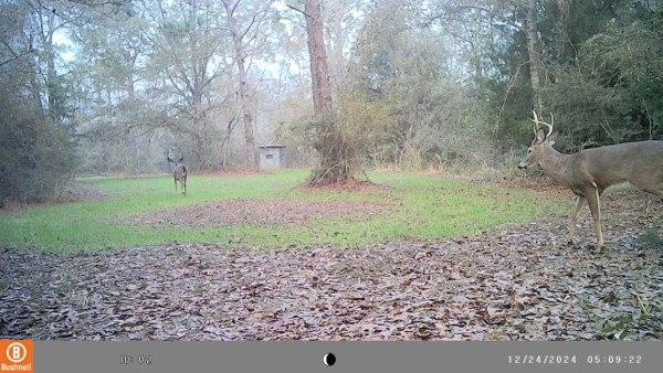 2 bucks in the little oat patch hidden in the thick woods.