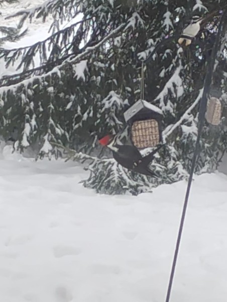 pileated.jpg