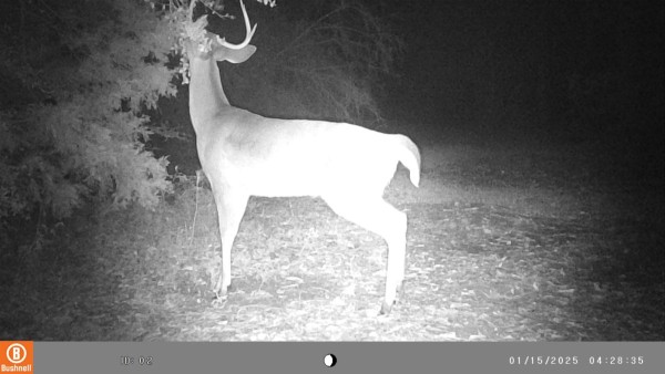 Buck leaving his scent of the overhang branch of the scrape.