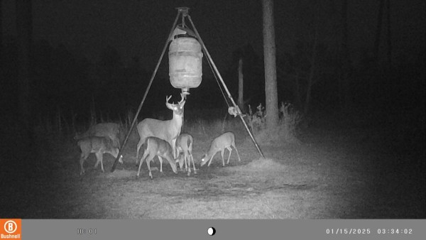 Generally most deer will give way to a buck but this 6 point is apparently tolerating the fawns. Usually they scatter when a larger male shows up, night or day.