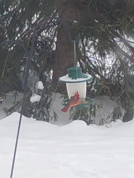 cardinal.jpg