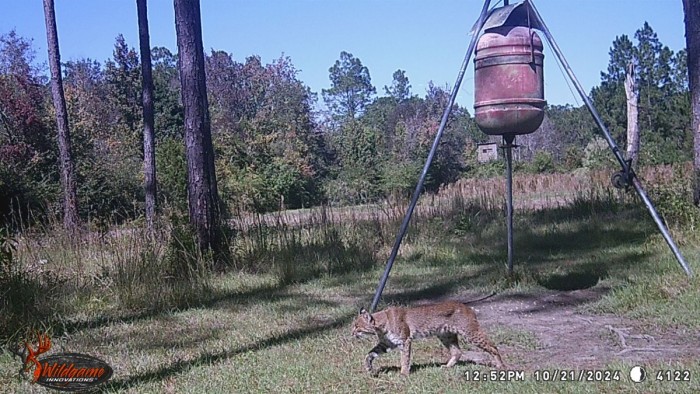 Ol' Bob under the deer feeder by the larger food plot.