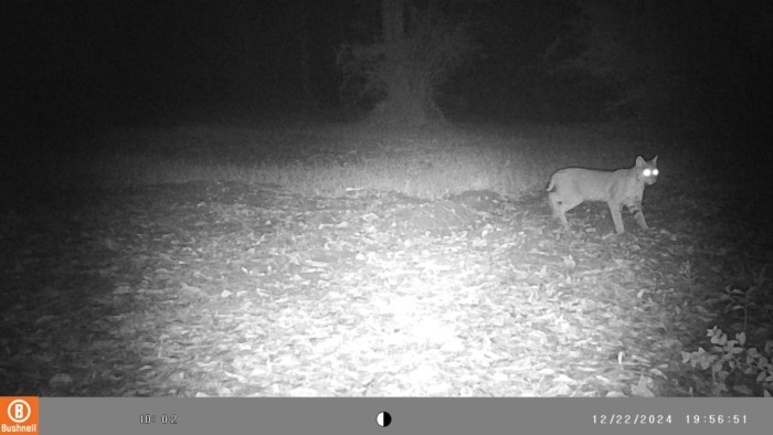 Maybe the same cat, different food plot.