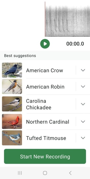 Screenshot_20250308_170927_Merlin Bird ID.jpeg