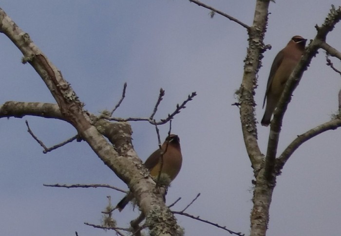 Cedar Waxwings