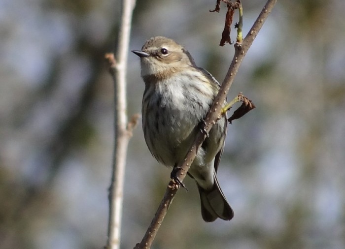 Yellow-rumped Warbler