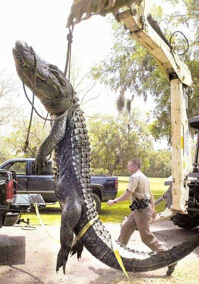 gator 1.jpg