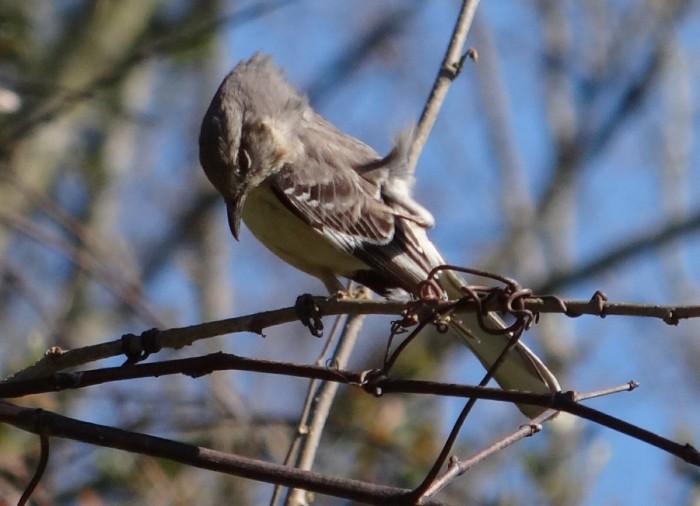 Mockingbird