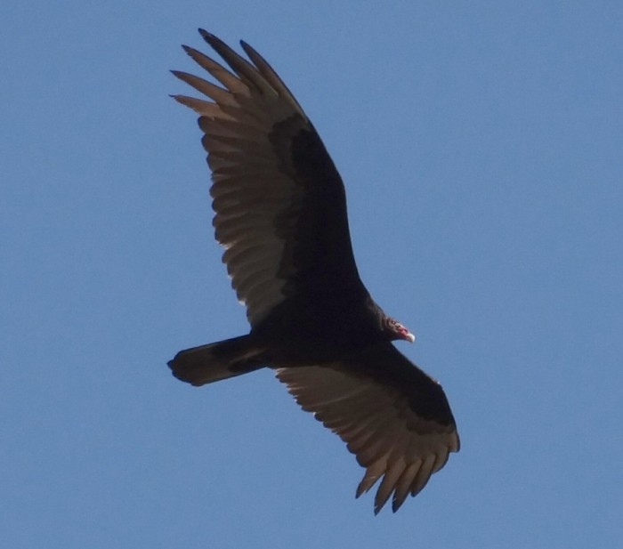 Turkey Vulture