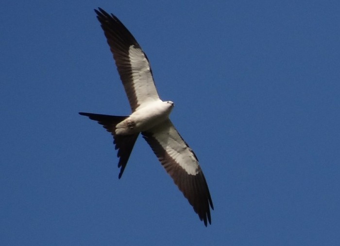 Swallow-tailed Kite