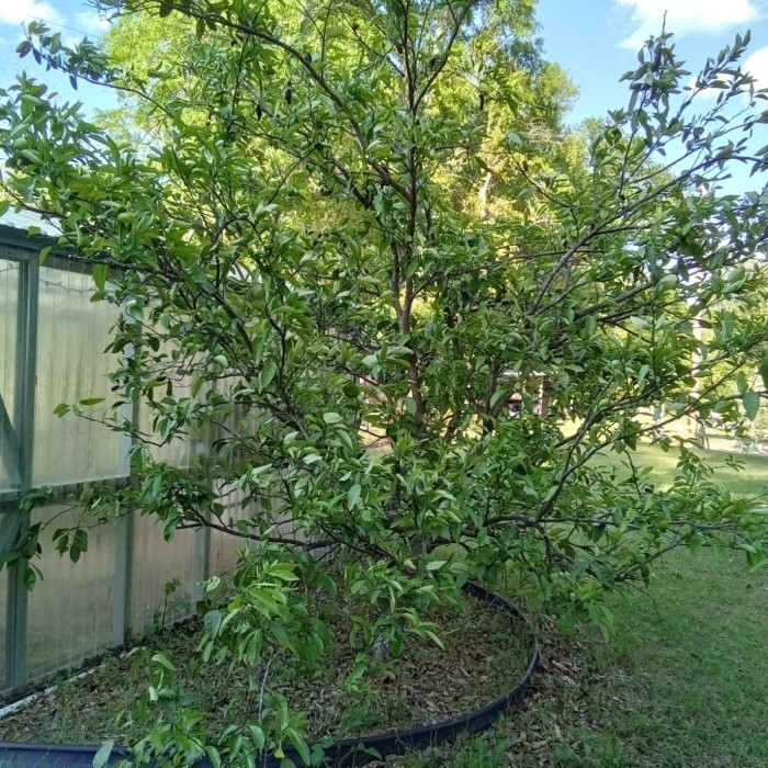Miss Joy had picked over 800 oranges last fall from this tree.