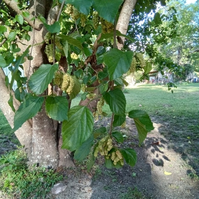 Mulberries should be plentiful.  We eat  a few but the birds and squirrels get most of them.