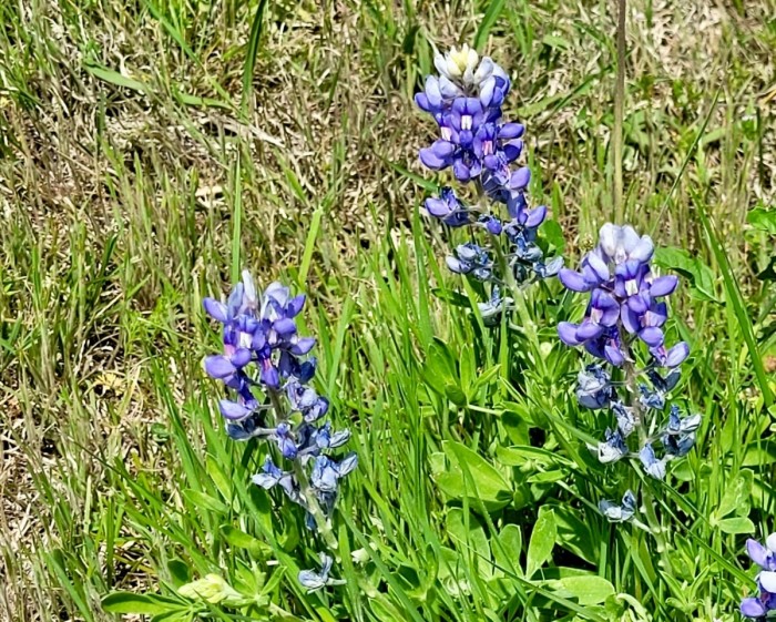 Bluebonnets