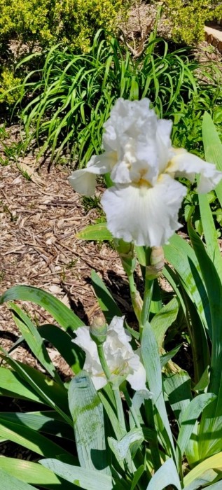 Iris