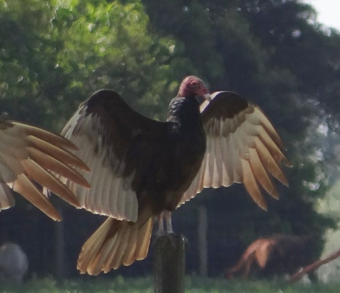 Turkey Vulture