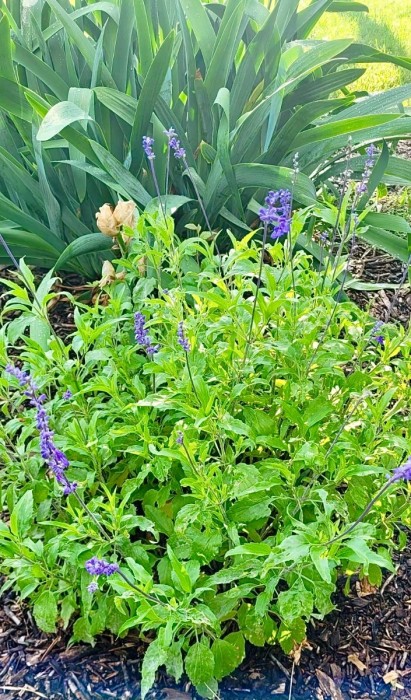 Blue salvia