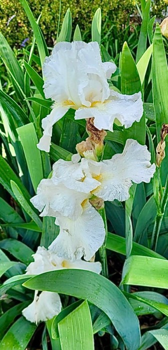 Iris