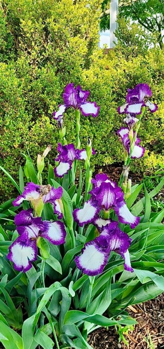 Iris