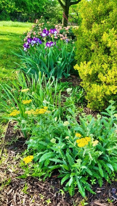 Yarrow
